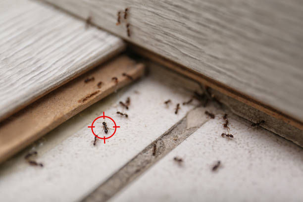 Best Commercial Pest Control Services  in Newton, IL