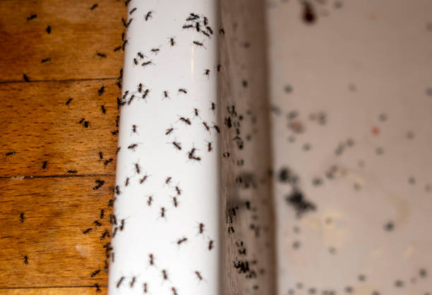 Reliable Newton, IL Pest Control Solutions